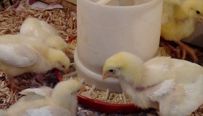 خلال أسبوع.. زيادة أسعار كتاكيت التسمين بنسبة 40%