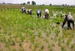 الحكومة المصرية تعتزم تقليص مساحة زراعة الأرز بنسبة 32% بسبب أزمة المياه