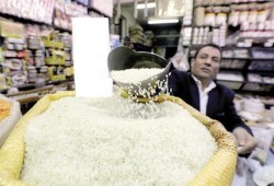 خفض مساحة الأرز الموسم المقبل يهدد بزيادة سعره ولجوء البعض للتخزين