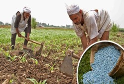 أزمة الأسمدة في مصر: تصدير يفاقم المشكلة والمزارعون يدفعون الثمن