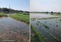غرق 900 فدان محاصيل زراعية بالمنوفية بسبب ارتفاع منسوب المياه بأراضي طرح النهر