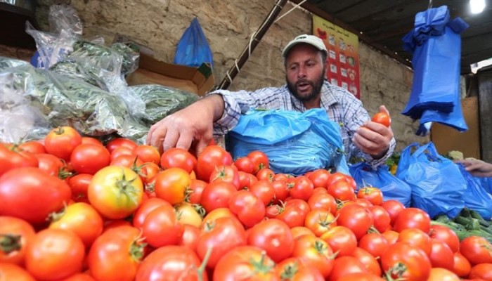 الطماطم "المجنونة" تستمر في إثارة الجدل في مصر: أسعارها تتصاعد وتُثقل كاهل المواطن.