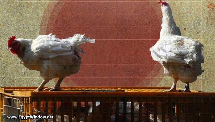 زيادة في أسعار الدواجن اليوم الخميس بالأسواق المصرية