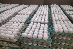 ارتفاع أسعار البيض اليوم الجمعة في الأسواق المصرية