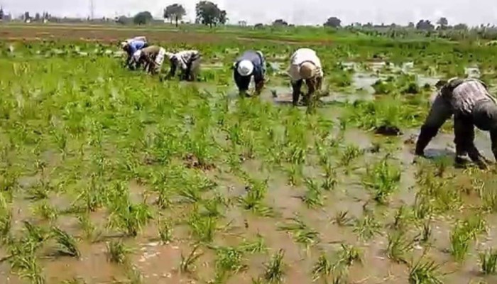 تقليص زراعة الأرز في مصر: خطوة جديدة تزيد أعباء المواطنين في ظل تصاعد أزمة سد النهضة