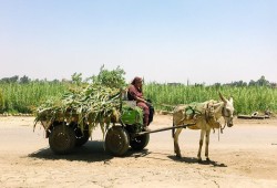 نقص الأسمدة يُفاقم أزمة الفلاحين في مصر.. أطنان منها تختفي مع بداية الشتاء بسبب الاحتكار والسوق السوداء والسرقات