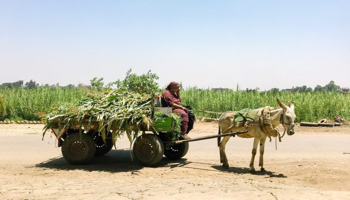 نقص الأسمدة يُفاقم أزمة الفلاحين في مصر.. أطنان منها تختفي مع بداية الشتاء بسبب الاحتكار والسوق السوداء والسرقات