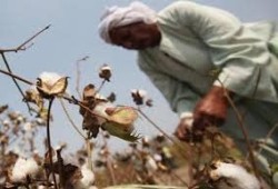 فساد التقاوي يهدد محصول القطن: تراجع الإنتاج وخسائر للمزارعين تحت منظومة جديدة
