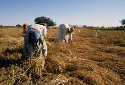 انهيار الزراعة في مصر: الفساد والفشل الاقتصادي أم شماعة سد النهضة؟