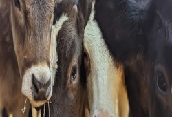 انهيار صناعة الإنتاج الحيواني في مصر بسبب الغلاء والضرائب: أزمة تهدد الأمن الغذائي