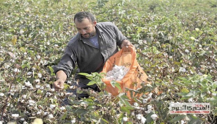 أزمة بذور القطن تهدد المحصول المصري: انخفاض الإنتاجية يدفع الفلاحين للتفكير في التخلي عن زراعته"