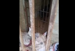 غضب  حقوقي من انتهاكات عميدة طب بيطري القاهرة ضد الكلاب