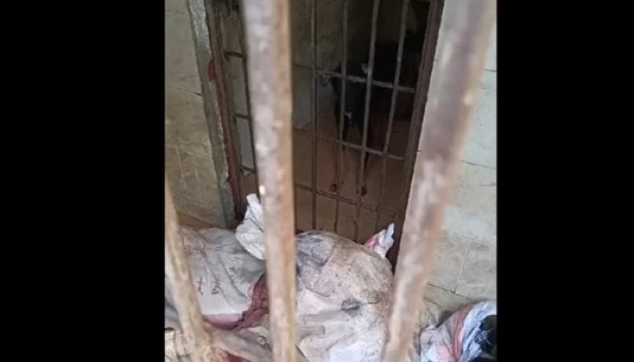 غضب  حقوقي من انتهاكات عميدة طب بيطري القاهرة ضد الكلاب