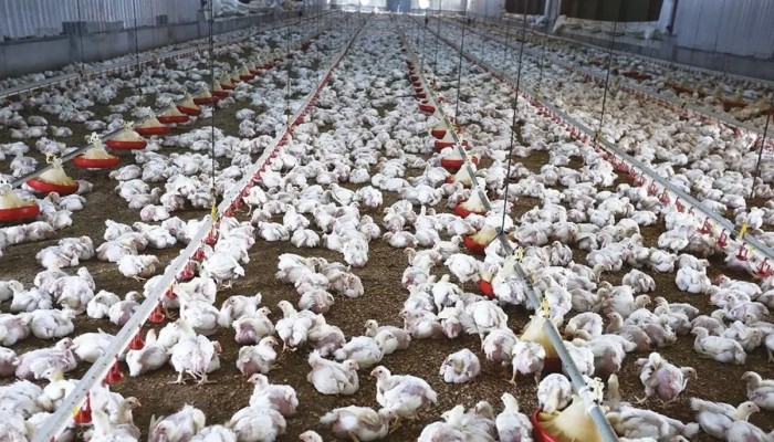انهيار صناعة الدواجن والبيض في مصر تحت حكم السيسي: من مصدر غذاء للفقراء إلى أزمة اقتصادية