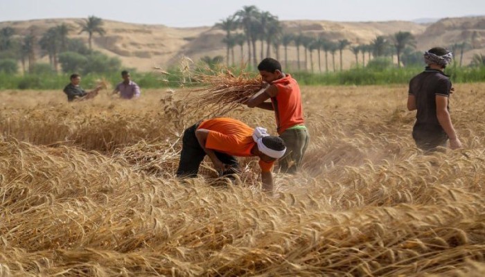 أزمة القمح في مصر تهدد الأمن الغذائي وتكشف فساد السيسي