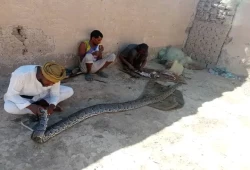 "الأصلة"  ثعابين عملاقة في مياه النيل تثير رعباً بالسودان