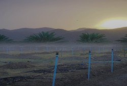 "الظاهرة" الإماراتية تستحوذ على آلاف الأفدنة الزراعية بمصر...والذباب الإلكتروني يحتفل بضياع الأمن الغذائي!!