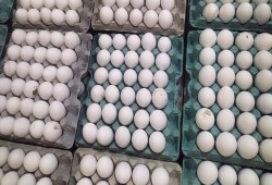 7 جنيهات ارتفاعا بكرتونة البيض اليوم الاثنين