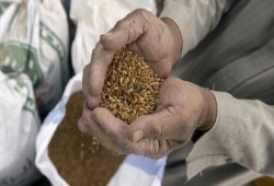 قمح المصريين بيد الجيش..تداعيات كارثية