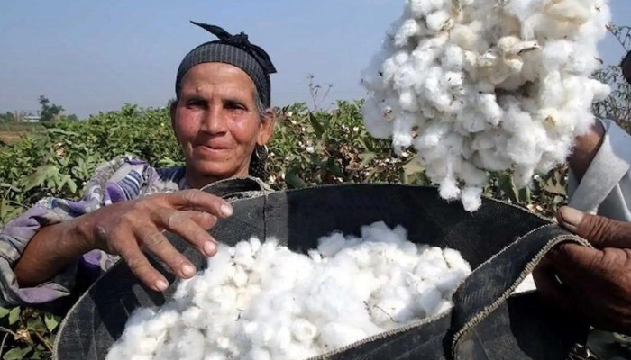 زراعة القطن في مصر تواجه الانهيار وإهمال حكومة السيسي