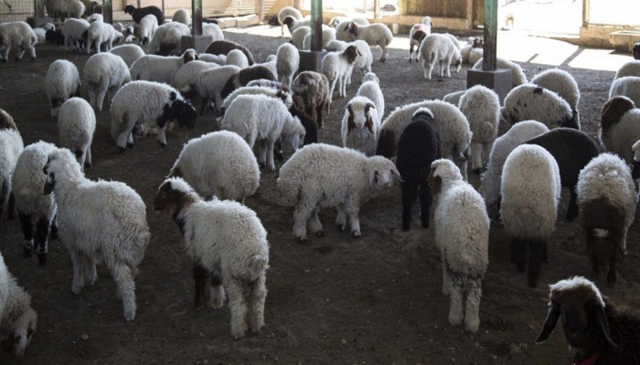 منها مصر.. الصين تحظر استيراد الماشية والمنتجات الحيوانية من عدة دول بسبب تفشي الأوبئة