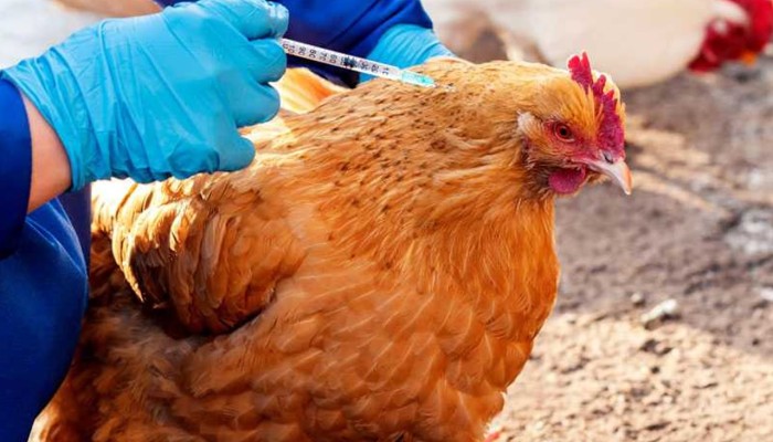 نقص 80% في لقاحات الدواجن... تهديد خطير لإنتاج البيض