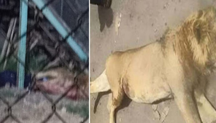 أسد يأكل حارسه في حديقة حيوان الفيوم وسط هلع بين الزوار