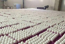 ارتفاع أسعار البيض اليوم الثلاثاء بالأسواق.. والبلدي يرتفع 6.7 جنيه