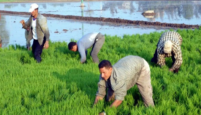 بسبب سد النهضة..تقليص مساحات زراعة الأرز إلى لى 724 ألفًا و200 فدان فقط