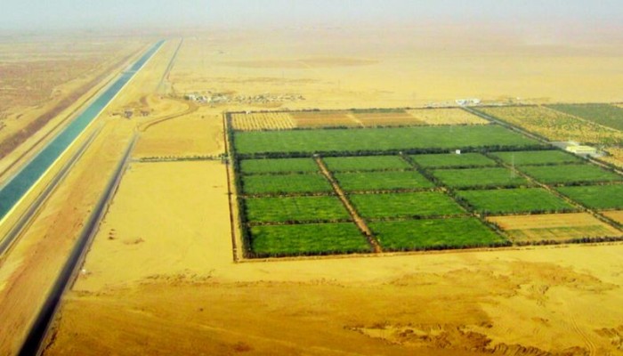 350 ألف فدان.. زراعة الأرز تتراجع لصالح الشركات الأجنبية