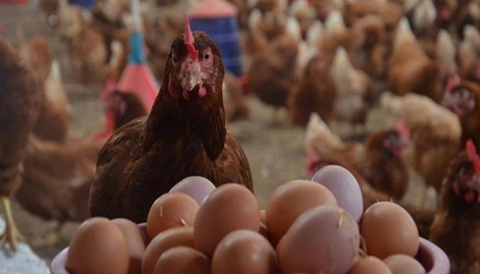 شعبة الدواجن: 4 مليارات بيضة عجزا فى الإنتاج سنويا وأسعار الدواجن سترتفع 35% في رمضان