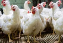 مع ارتفاع جديد في سعر كيلو الفراخ البيضاء.. رمضان بلا بروتين