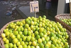 قفزة تاريخية في سعر الليمون برمضان.. الكيلو يصل إلى 100 جنيه
