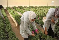 اعتقال عمال مشروع الصوب الزراعية ...لا أحد يعترض على العسكر!!!