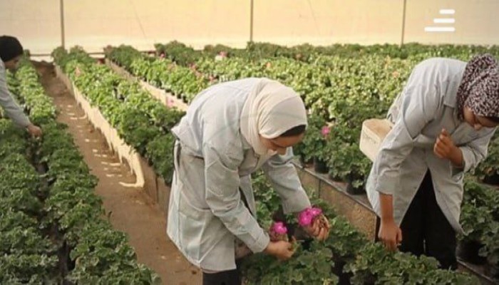 اعتقال عمال مشروع الصوب الزراعية ...لا أحد يعترض على العسكر!!!