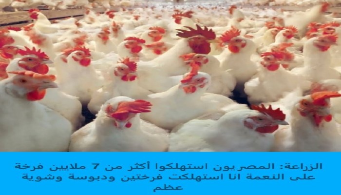 بإحصاء "الزراعة" فقط في رمضان.. نصيب المواطن المصري 1/6 فرخة و3 قطع لحمة!