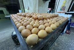 12 جنيها زيادة بأسعار البيض اليوم الجمعة
