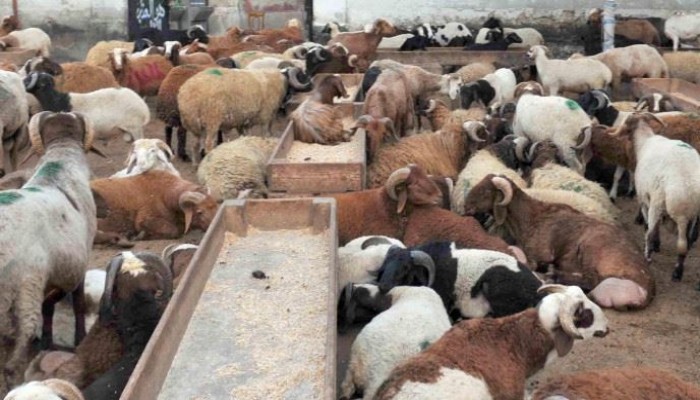 "النخالة" تتخطى11 ألف جنيه للطن.. أسعار اللحوم في مصر على صفيح ساخن!
