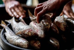 الفسيخ يعاند المصريين في شم النسيم بعدما تجاوز  الـ900 جنيه