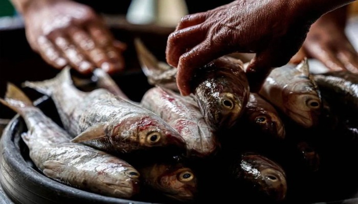 الفسيخ يعاند المصريين في شم النسيم بعدما تجاوز  الـ900 جنيه