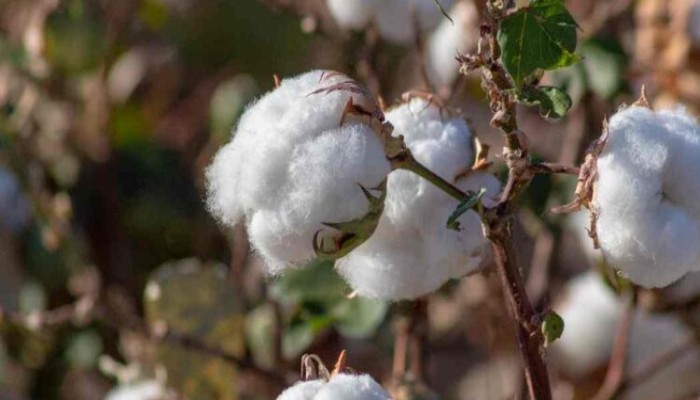 تراجعت مساحة زراعته 40%.. القطن المصري ينزف والفلاحون يدفعون الثمن!