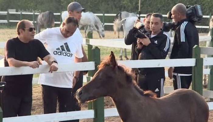 تكليف السيسي "الأكاديمية العسكرية" بتطوير سلالات الخيول...تمهيدا لبيع محطة الزهراء؟ أم مواجهة ترامب بقناة السويس؟َ!!