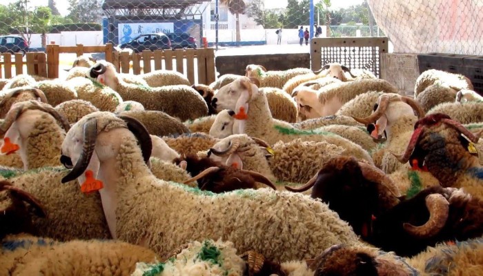 ارتفاع جنوني بأسعار الأضاحي يعطل إقامة الشعائر الدينية بمصر