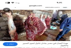 مع ارتفاع سعر لحمه .. تناقص أعداد الحمير في مصر بمعدل الثلثين محليا؟!