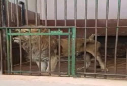 فقر وعَوَز .. أم تكرار لسيناريو الإمارات؟! .. صورة متداولة تكشف تجويع حيوانات حديقة حيوانات الأسكندرية