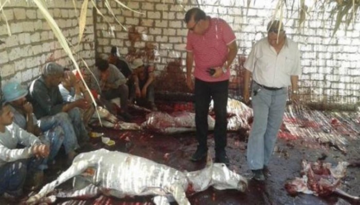 أبعاد ومخاطر انتشار لحوم الحمير في سوق الطعام المصري