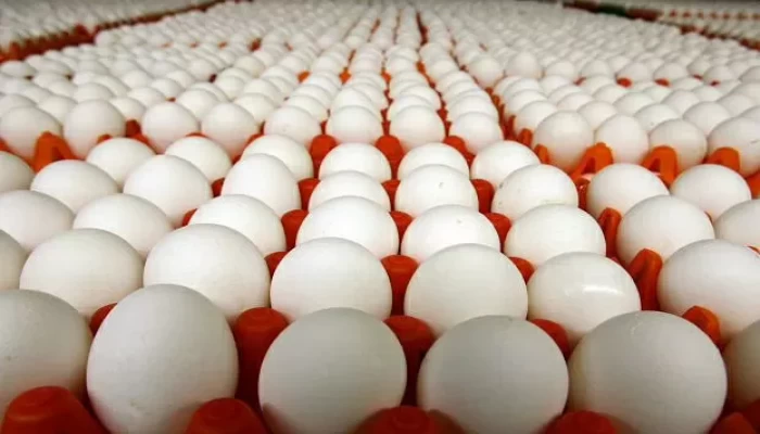 وصلت إلى 150 جنيهًا ببعض المحافظات.. قفزات جماعية لأسعار البيض خلال أيام
