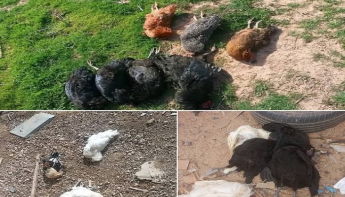 بعد تفشي إنفلونزا الطيور بالبرازيل.. نفوق 30% من الدواجن في مصر بسبب فيروس وبائي