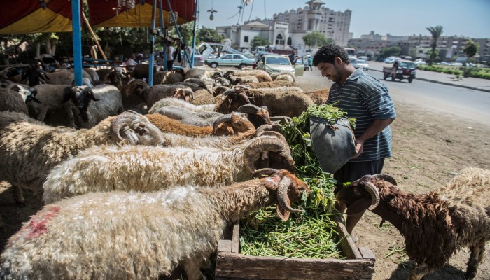غيابٌ للعام الحادي عشر على التوالي.. ارتفاع كبير في أسعار الأضاحي