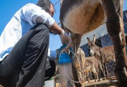 إلغاء شرط شهادة الحلال عن منتجات الألبان المستوردة ..حلال ولا حرام؟.. ونشطاء : أين الأزهر؟